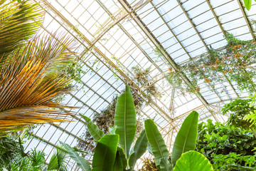 Obraz na płótnie Canvas Tropical greenhouse glasshouse sunny interior full of natural lush green rain forest plants. Indoor decorative plants. Botanical garden conservatory. Modern interior design.