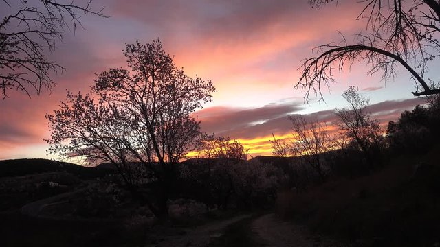 Landscape with almond trees at sunset in Morella