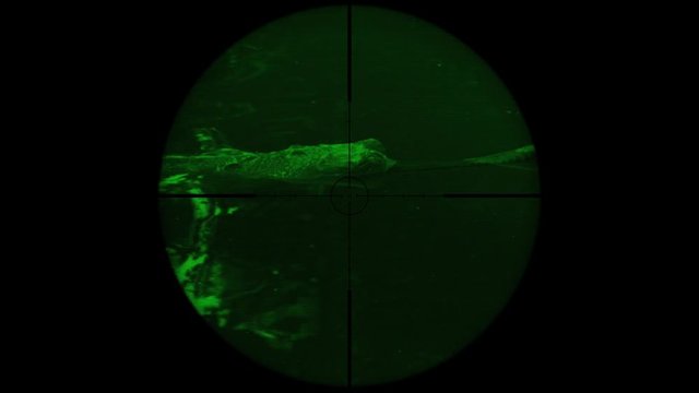 Gharial crocodile (Gavialis gangeticus), also known as the Gavial Seen in Gun Rifle Scope with Night Vision. Wildlife Hunting. Poaching Endangered, Vulnerable, and Threatened Animals