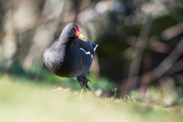 Common Moorhen, Moorhen, Gallinula chloropus 