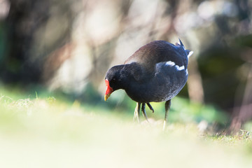 Common Moorhen, Moorhen, Gallinula chloropus 