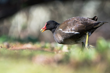 Common Moorhen, Moorhen, Gallinula chloropus 