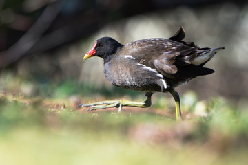 Common Moorhen, Moorhen, Gallinula chloropus 