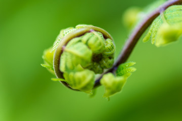 Close-up of young leaf buds of a plant branching out in a spiral pattern similar to the golden ratio, which is a natural arrangement.
