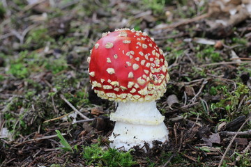 Mushrooms in the forest, photo Czech Republic, Europe