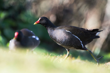 Common Moorhen, Moorhen, Gallinula chloropus 