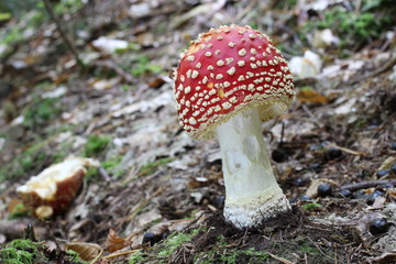 Mushrooms in the forest, photo Czech Republic, Europe