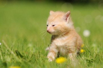 red kitten sitting on meadow