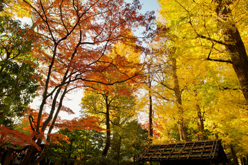 大田黒公園の紅葉