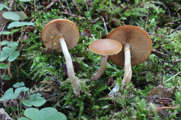 Mushrooms in the forest, photo Czech Republic, Europe