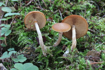Mushrooms in the forest, photo Czech Republic, Europe