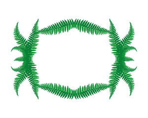Frame of fern leaves on a white background.