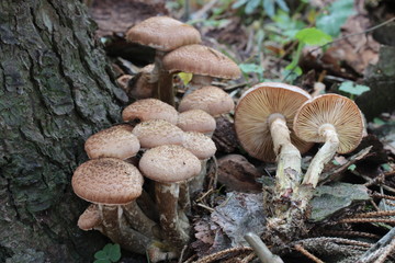 Mushrooms in the forest, photo Czech Republic, Europe