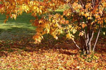 autumn leaves in the park