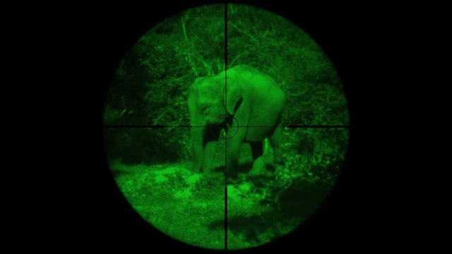Asian elephant (Elephas maximus) Seen in Gun Rifle Scope with Night Vision. Wildlife Hunting. Poaching Endangered, Vulnerable, and Threatened Animals