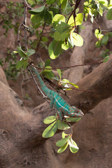 Panther chameleon (Furcifer pardalis) from Madagascar, perched on a branch