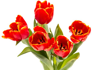 Fototapeta premium red tulip flowers