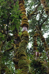 Fototapeta premium seychelles rainforest
