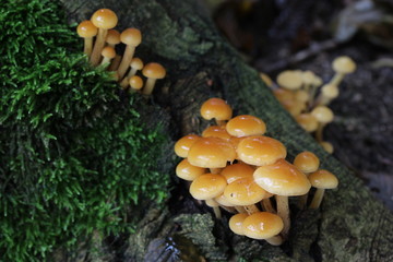 mushroom, photo Czech Republic, Europe	