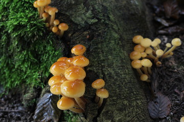 mushroom, photo Czech Republic, Europe	