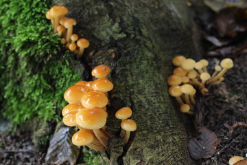 mushroom, photo Czech Republic, Europe  © Milan