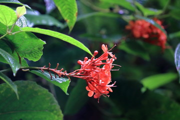 seychelles rainforest