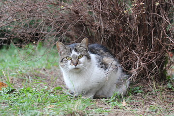 Young cat, photo Czech republic