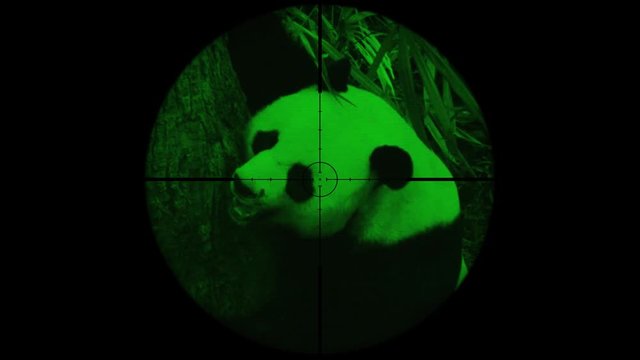 Giant Panda (Ailuropoda Melanoleuca) Seen in Gun Rifle Scope with Night Vision. Wildlife Hunting. Poaching Endangered, Vulnerable, and Threatened Animals