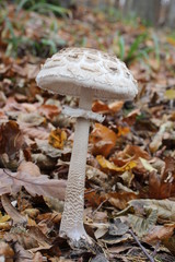 mushroom, photo Czech Republic, Europe