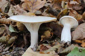 mushroom, photo Czech Republic, Europe