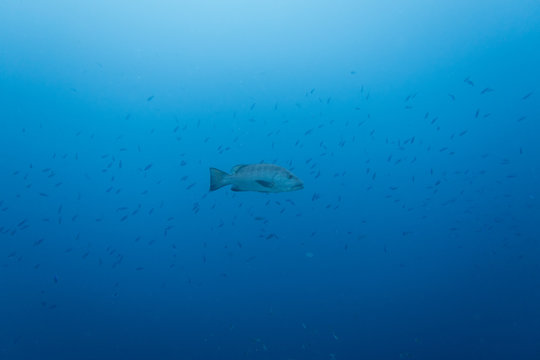 A big grouper lonesome swimming in the pelagic sea with a fish swarm in the background above the reef of the tropical island Bonaire