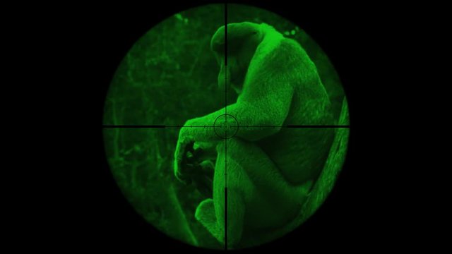 Male Proboscis Monkey (Nasalis Larvatus) Seen in Gun Rifle Scope with Night Vision. Wildlife Hunting. Poaching Endangered, Vulnerable, and Threatened Animals