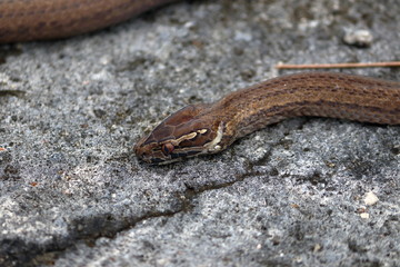seychelles snake