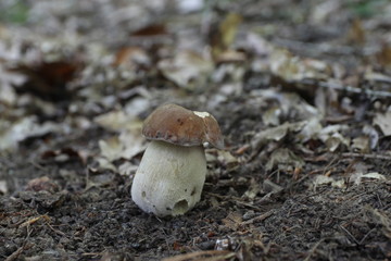 mushroom, photo Czech Republic, Europe