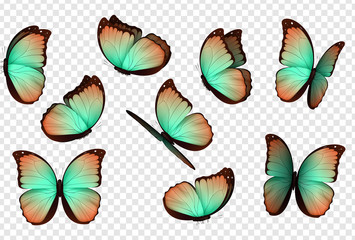 Butterfly vector. Colorful isolated butterflies. Insects with bright coloring on transparent background