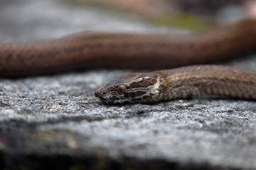 seychelles snake