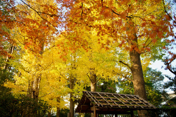 大田黒公園の紅葉