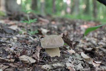 Mushrooms in the forest, photo Czech Republic, Europe