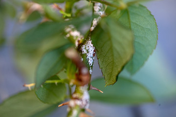 バラシロカイガラムシがついた枝　バラの育成
