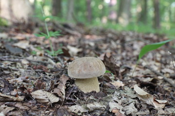 Mushrooms in the forest, photo Czech Republic, Europe