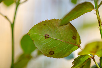 黒星病になった葉っぱ　バラの育成
