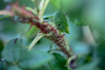 黒星病になった葉っぱ　バラの育成