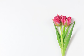 Two pink tulips. Floral white background with space for text