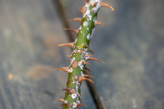 28 最適な カイガラムシ 画像 ストック写真 ベクター Adobe Stock