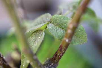 ハダニになった葉っぱ　バラの病気