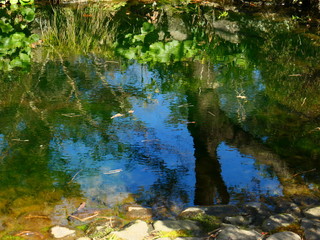 日本庭園の池の反射