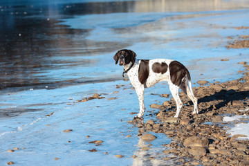 Dog english pointer