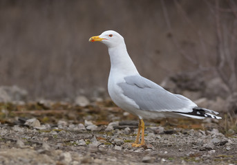 Caspian Gull