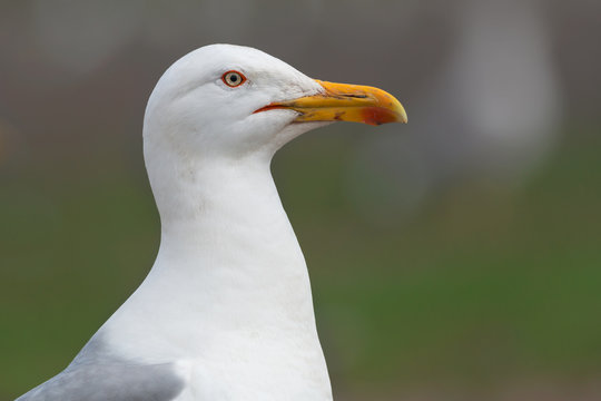 Caspian gull portrait (Larus cachinnans)