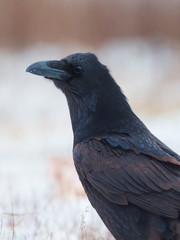 Raven portrait. Corvus corax